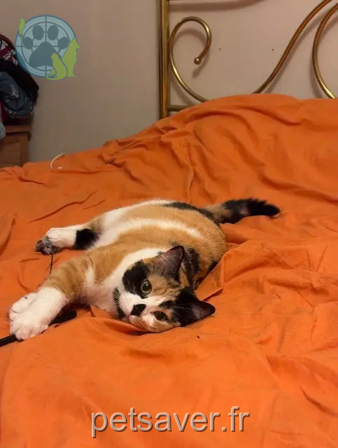 gata perdida Strasbourg Maya gata lost Strasbourg Maya