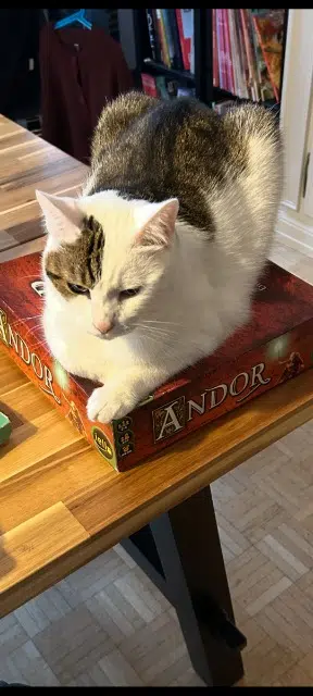 chat lost   67380 Lingolsheim Totoro