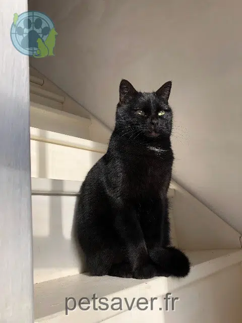 chatte lost   68130 Altkirch Bijou