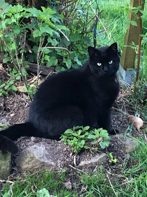 chat lost   68570 Osenbach Indiana