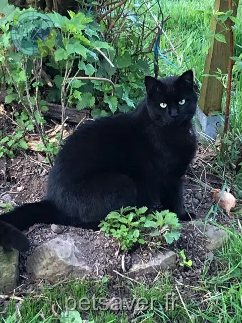 gato perdido 68570 Osenbach Indiana gato lost 68570 Osenbach Indiana