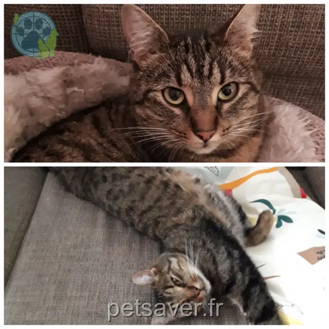 chatte lost   68220 Hésingue Krümel
