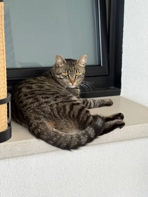 chat lost   68870 Brinckheim Max