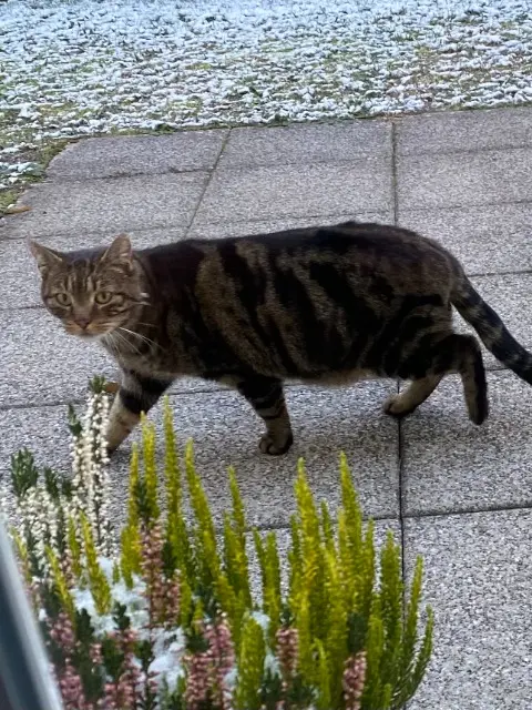 cat lost   68870 Bartenheim Max