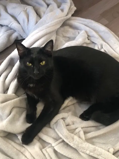 chat lost    Mulhouse Bébé chat