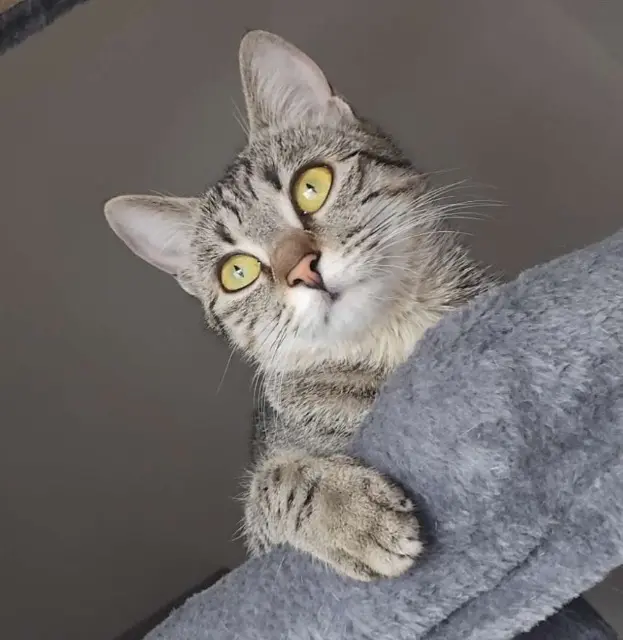Katze vermisst Mulhouse Cookie Katze lost Mulhouse Cookie
