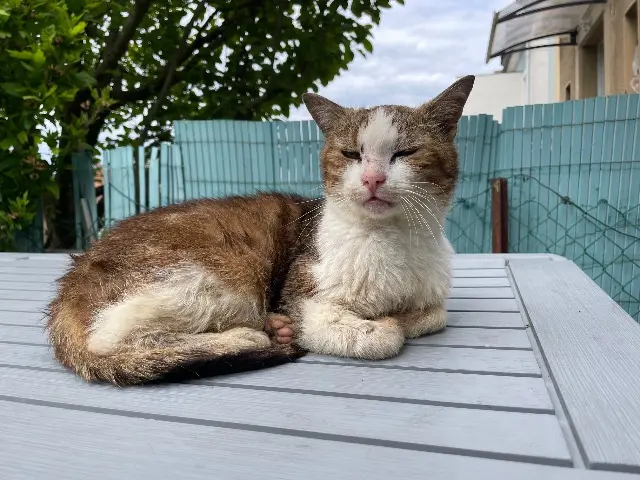 chatte lost    Mulhouse Nina