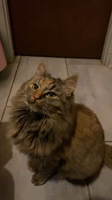 chatte lost   68280 Sundhoffen Neferti