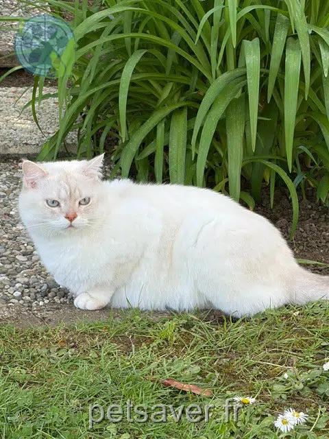 chat lost   68440 Habsheim Pukis