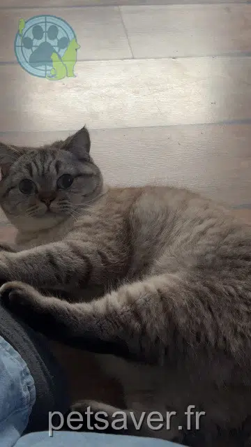 Kater lost   68120 Pfastatt Xénon