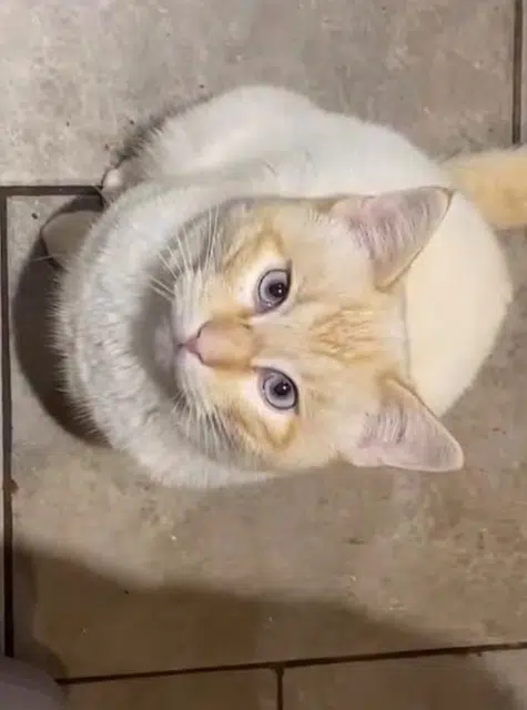 chat lost   69500 Bron Billy