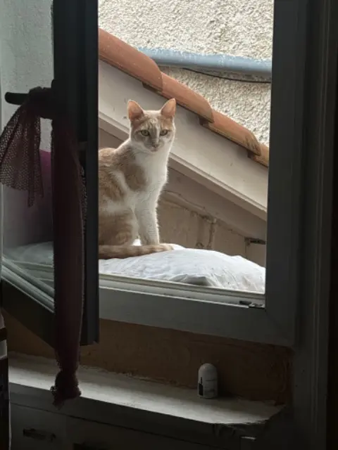 chat lost   69130 Écully Chewy