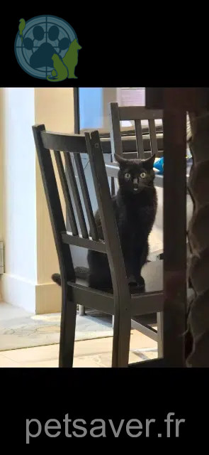 Katze vermisst 69300 Caluire-et-Cuire Lola Katze lost 69300 Caluire-et-Cuire Lola