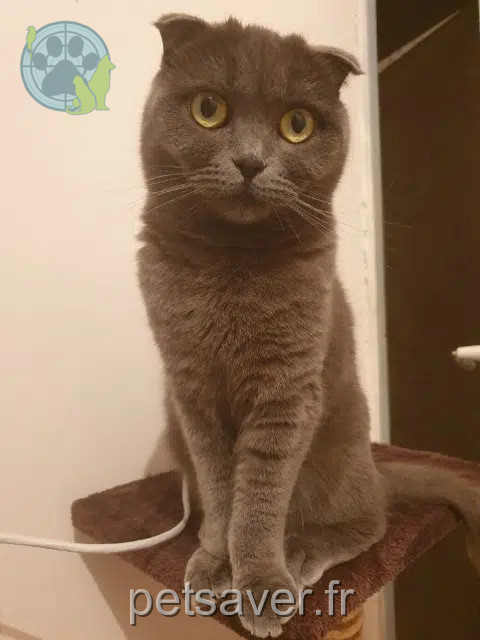 chatte lost   69800 Saint-Priest Misha