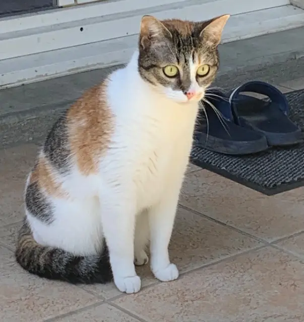 chatte lost   69120 Vaulx-en-Velin Nala