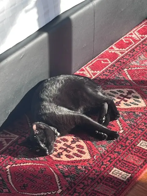 chat lost   69330 Meyzieu Pablo