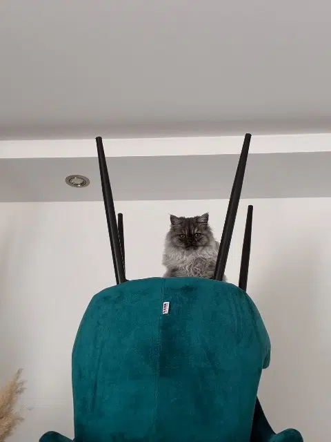 chatte lost   69680 Chassieu Smokey