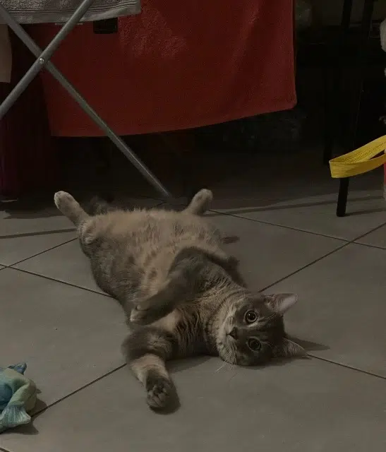 chat lost   69100 Villeurbanne Nouni