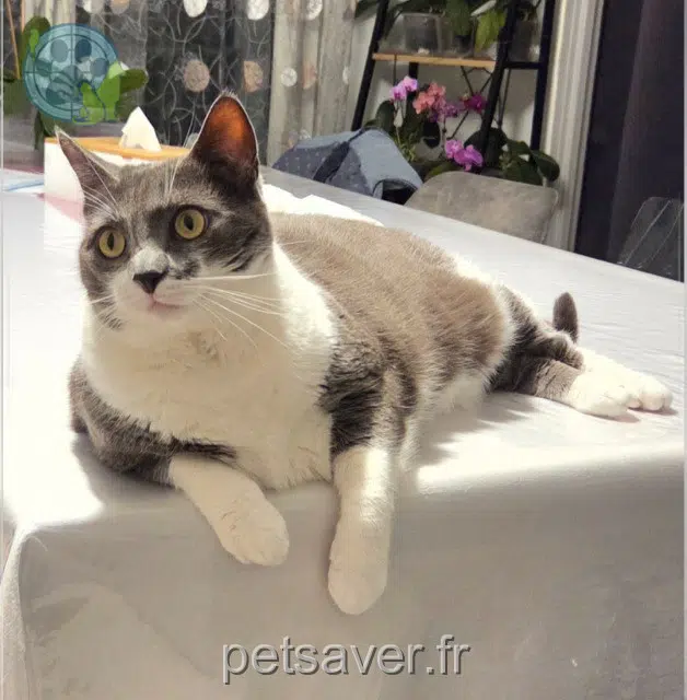 chatte perdue 70000 Noidans-l猫s-Vesoul Sookie chatte lost 70000 Noidans-l猫s-Vesoul Sookie