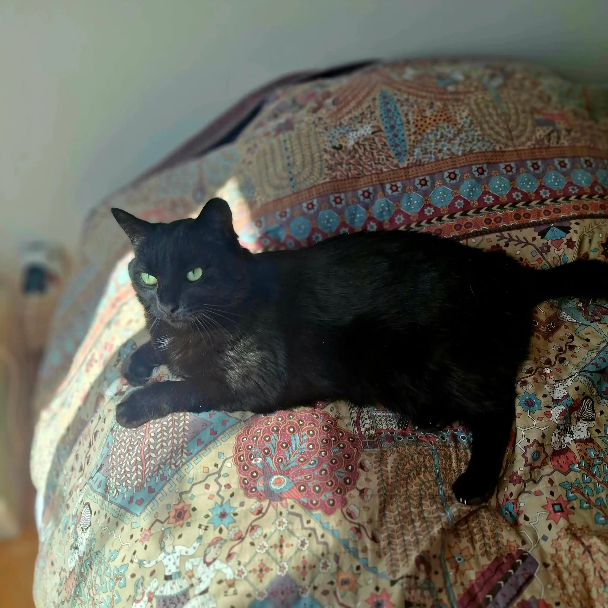 chat lost   71520 Saint-Léger-sous-la-Bussière Iko