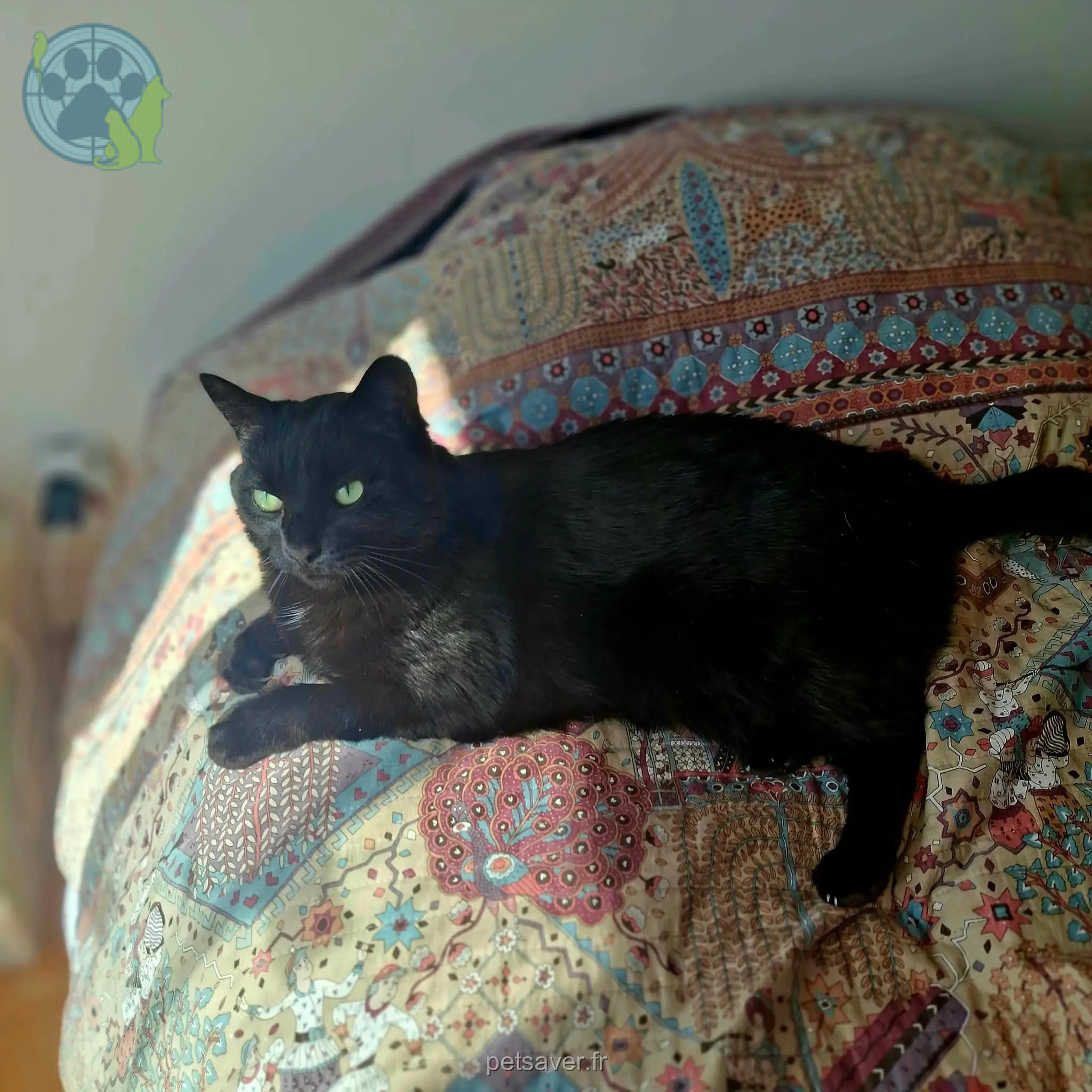 cat lost 71520 Saint-Léger-sous-la-Bussière Iko cat lost 71520 Saint-Léger-sous-la-Bussière Iko