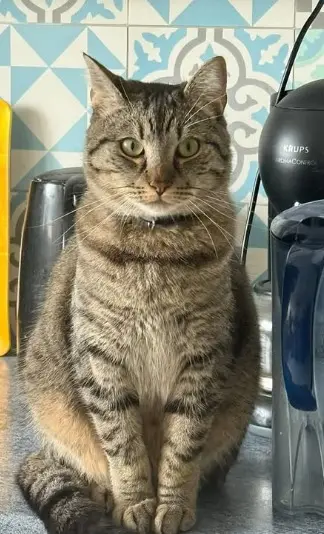 chat lost    Le Mans Pacoh