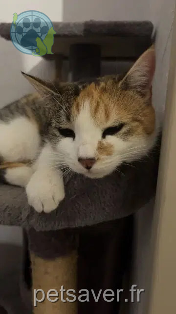 chatte lost   73290 La Motte-Servolex Arielle