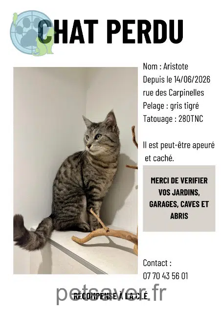 Kater lost   73490 La Ravoire Aristote