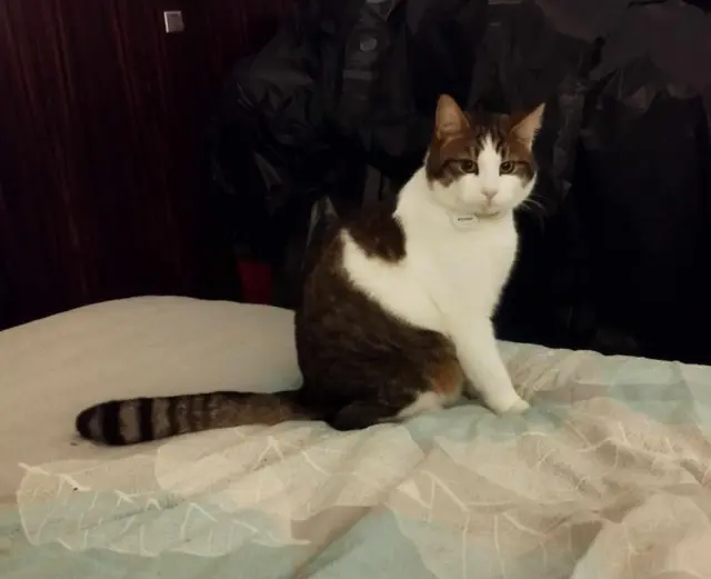 cat lost 73410 Entrelacs Bchat cat lost 73410 Entrelacs Bchat