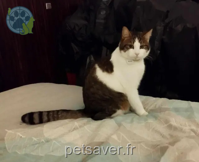 chat perdu 73410 Entrelacs Bchat chat lost 73410 Entrelacs Bchat