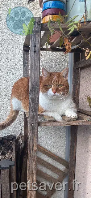 chat lost    Annecy Miski
