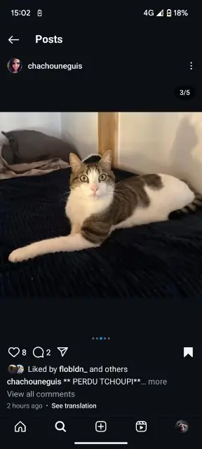 gatto perso Annecy Tchoupi gatto lost Annecy Tchoupi