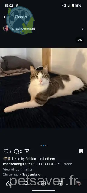 gato perdido Annecy Tchoupi gato lost Annecy Tchoupi