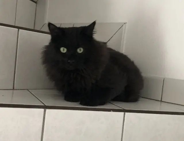 chat lost    Annecy Tyson