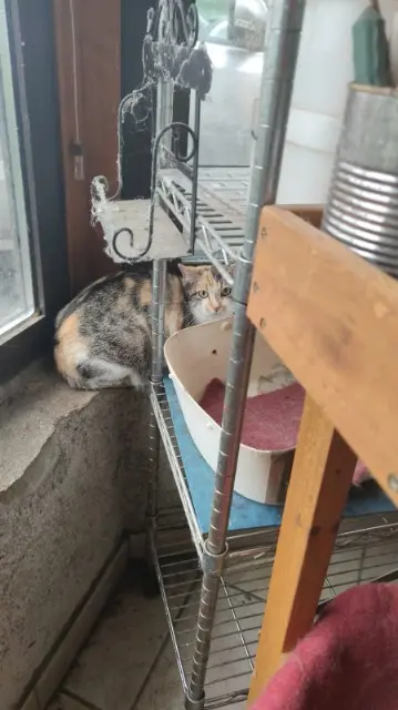 chatte lost   74150 Rumilly Athéna
