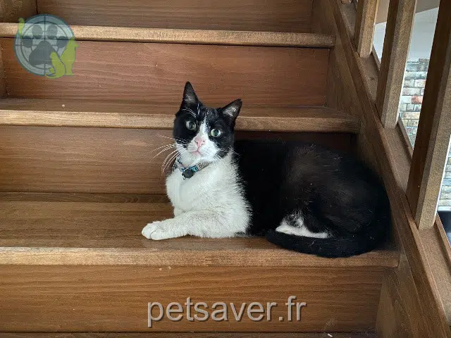 chat lost   74520 Dingy-en-Vuache Bouli