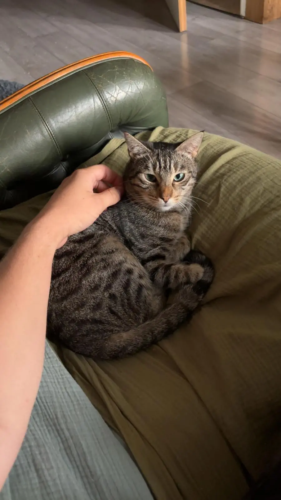 chat lost   74210 Faverges-Seythenex Colleen