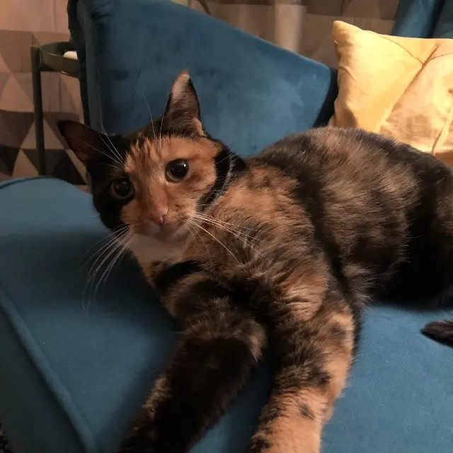 chatte lost   74140 Sciez Olie