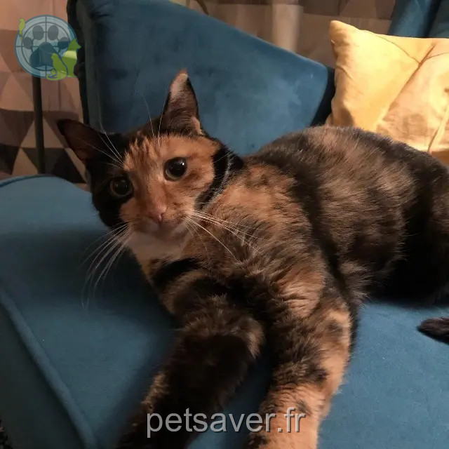 Katze vermisst 74140 Sciez Olie Katze lost 74140 Sciez Olie