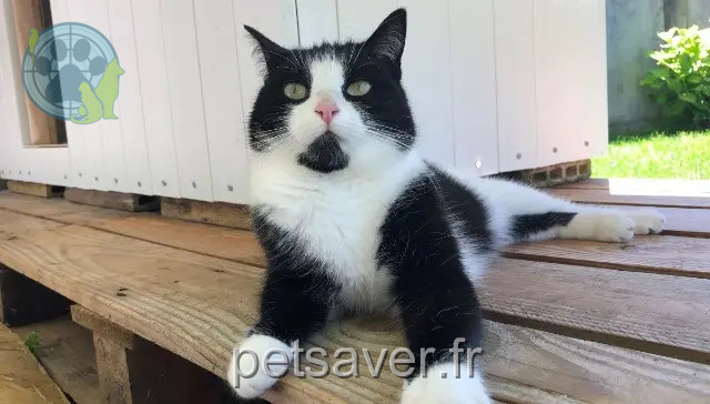 gata perdida 74160 Neydens Oly gata lost 74160 Neydens Oly