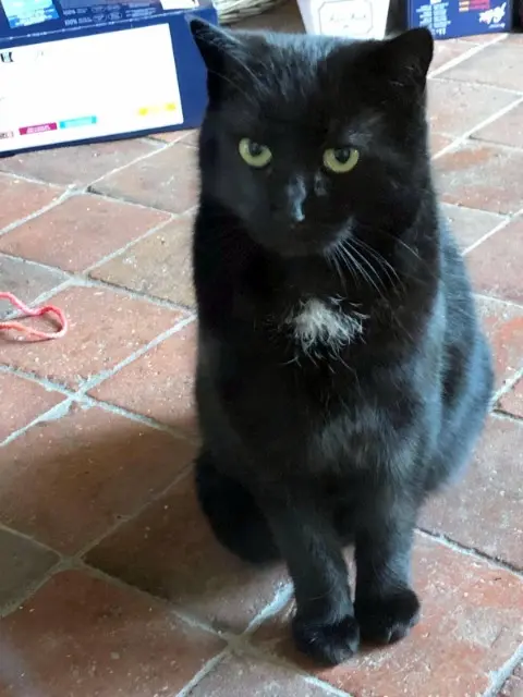 chat lost   74240 Gaillard PEPPER