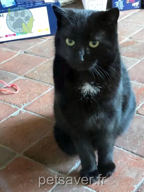 chat perdu 74240 Gaillard PEPPER chat lost 74240 Gaillard PEPPER