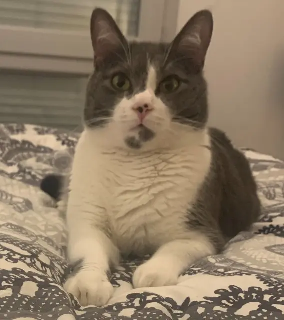 chatte lost   74160 Saint-Julien-en-Genevois Plume