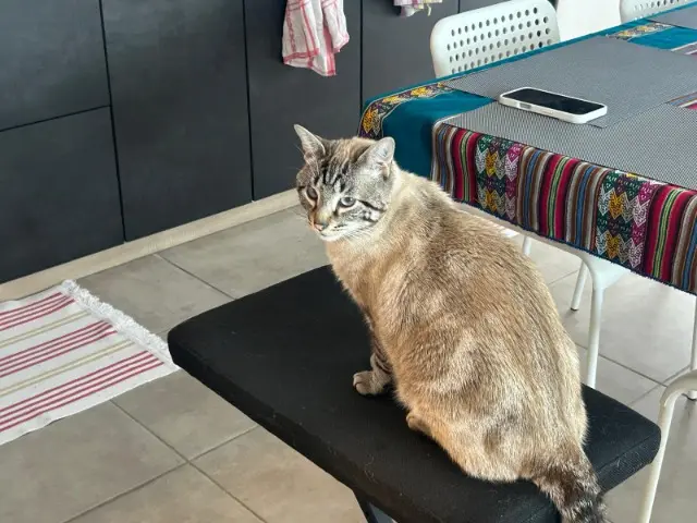 chat lost   74500 Saint-Gingolph Rayan