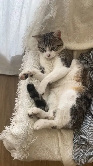 chat lost    Paris Assad