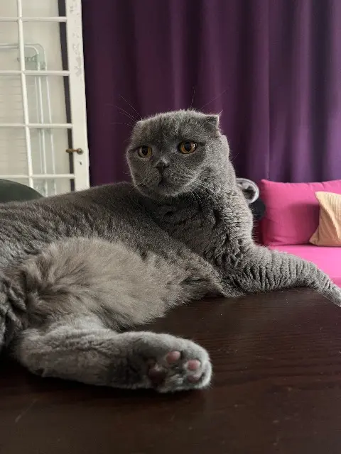 chat lost    Paris Bloo