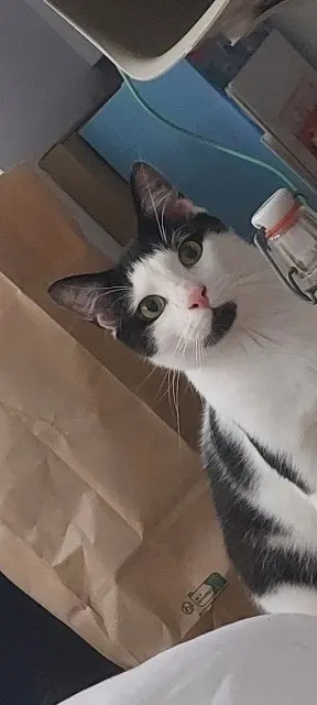 gato perdido Paris Célestin gato lost Paris Célestin