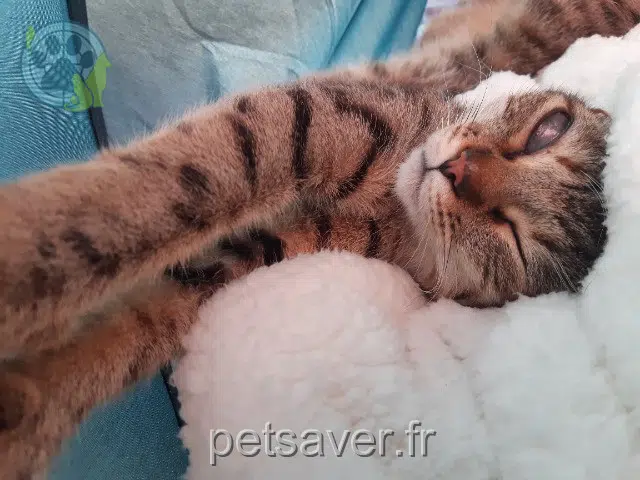 cat lost Paris Kitty cat lost Paris Kitty