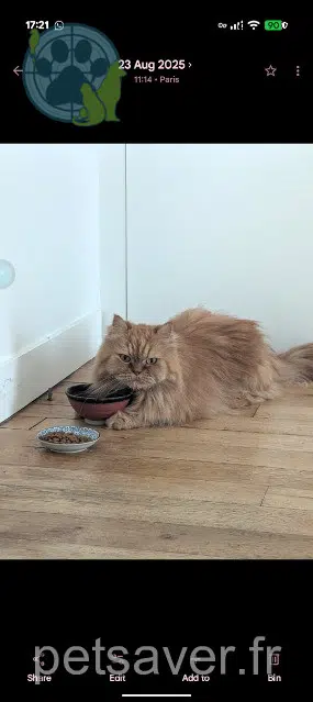 Kater lost    Paris Lucien