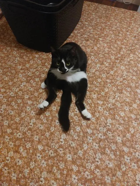 chatte lost    Paris Minette